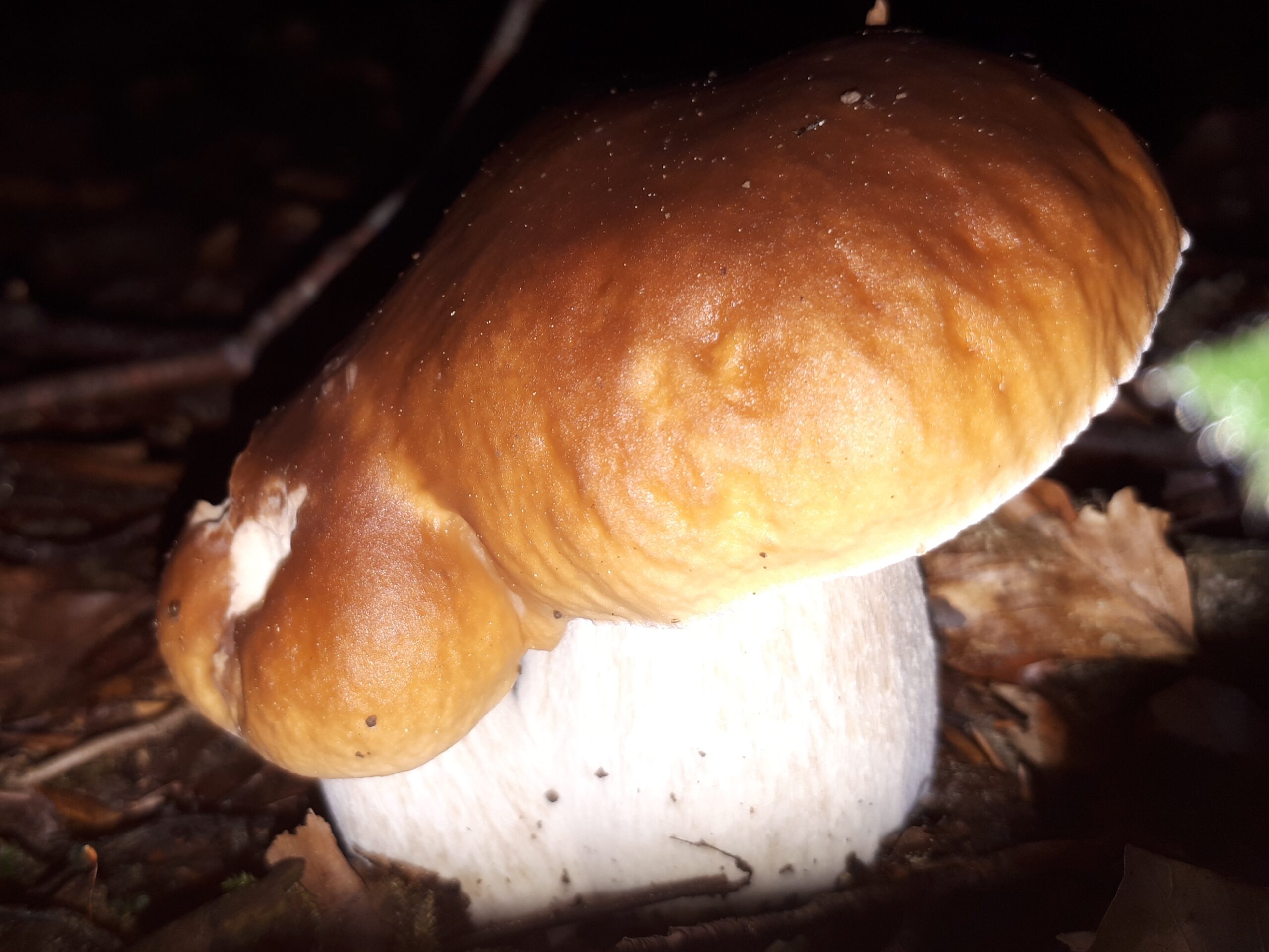 Boletus edulis